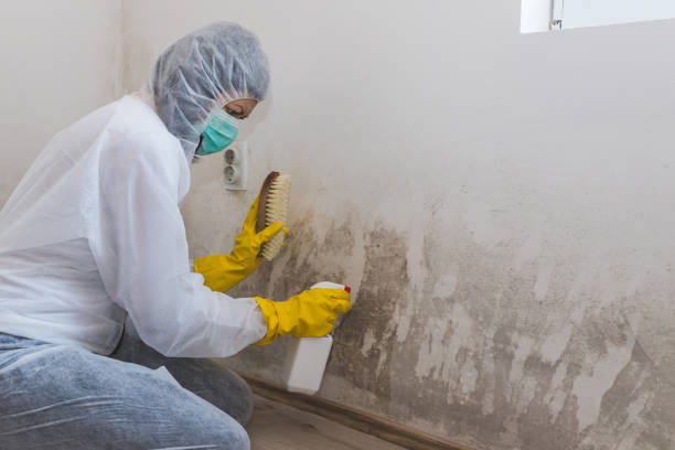 Mold Remediation for Rental Properties in Dinuba, CA