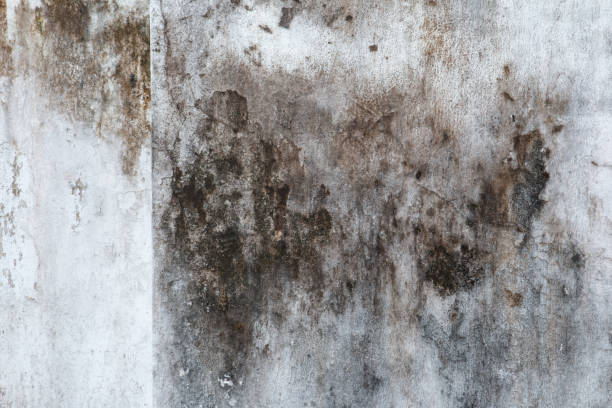 Best Dehumidification Services  in Dinuba, CA