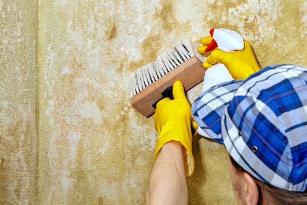 Best Industrial Mold Remediation  in Dinuba, CA