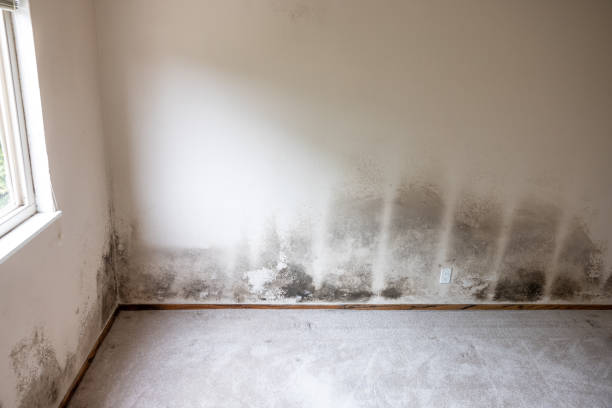 Best Commercial Mold Inspection  in Dinuba, CA